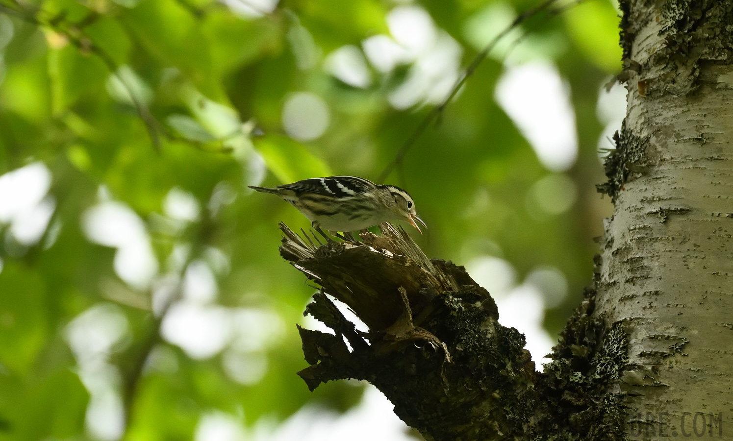 Mniotilta varia [400 mm, 1/1250 sec at f / 7.1, ISO 2500]